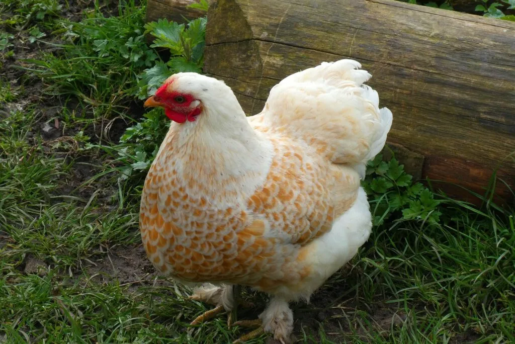 can chickens eat celery