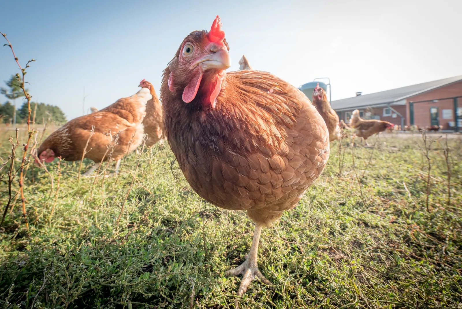 what not to feed chickens