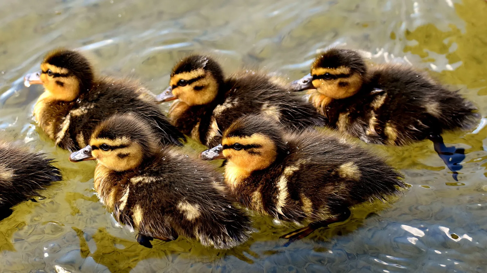 what to feed a baby duck