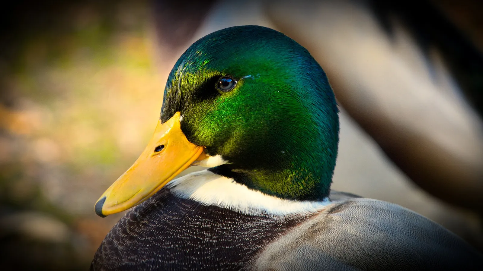 Ducks In Michigan