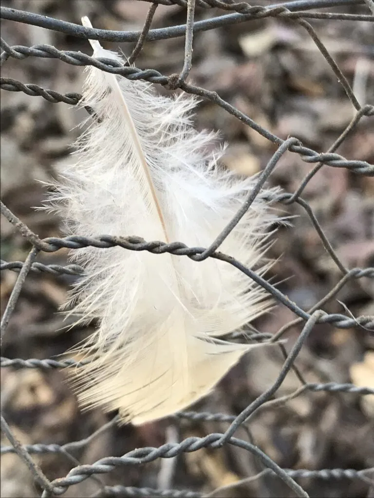 DIY Chicken Wire Fence