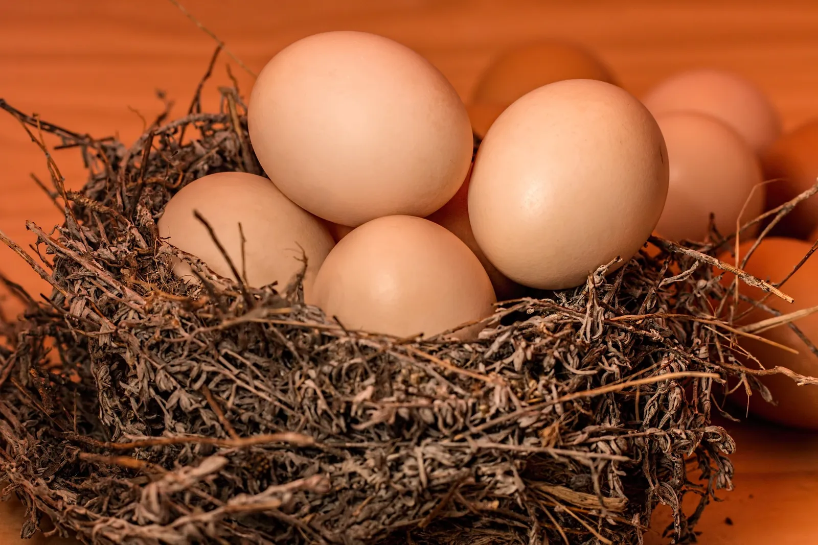 how to fertilize chicken eggs