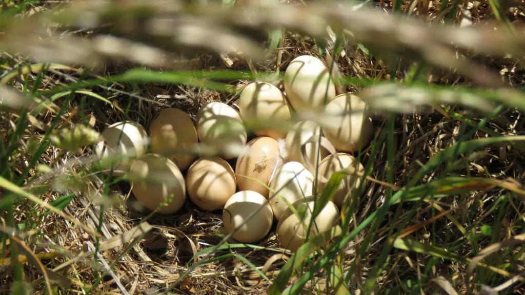 nesting chickens