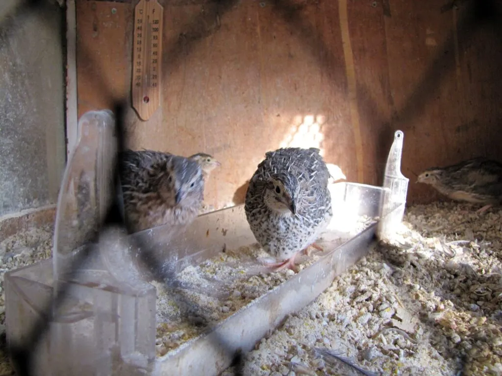 quail pen ideas