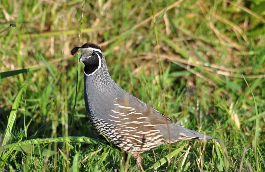 Quail, small game birds belonging to the family Phasianidae, are known for their distinct appearance and unique feeding habits. These birds are omnivorous, which means that they consume both plant-based and animal-based food sources. In this blog, we will explore in detail what quail eat in their natural habitat, as well as when they are raised in captivity.
Quail are found in a variety of habitats, including grasslands, forests, and agricultural areas, and their diet may vary depending on their environment and the season. In the wild, quail primarily forage on the ground, using their keen eyesight and agility to locate and capture their food.
Plant-based food sources form a significant portion of the quail's diet. Quail feed on a variety of plant materials, including seeds, fruits, leaves, and flowers. Seeds are a staple food for quail, and they consume a wide range of seeds from grasses, weeds, and various types of plants. They are also known to eat small fruits, such as berries and grapes, when available. Quail may also consume tender leaves and flowers, especially during the spring and summer months when these are abundant.
In addition to plant-based food, quail also consume animal-based food sources. They are opportunistic feeders and will eat small insects, worms, snails, and other invertebrates. Quail have a particular affinity for protein-rich insects, which provide them with essential nutrients such as protein and fat. Insects like grasshoppers, beetles, ants, and caterpillars are commonly consumed by quail. Animal-based food is especially important for young quail, as it provides them with the necessary nutrients for growth and development.
Water is also an important component of a quail's diet. Quail need access to clean and fresh water for drinking and foraging. They may drink water directly from natural water sources such as rivers, lakes, or puddles, or from man-made sources such as waterers or bowls provided by humans. Quail may also obtain water indirectly by consuming moisture-rich foods like fruits or insects.
When quail are raised in captivity, their diet can be supplemented with various food sources to meet their nutritional needs. A balanced and nutritious diet is essential for the health and well-being of captive quail. Commercial quail feeds, formulated specifically for quail, are widely available and can provide a complete and balanced diet for captive birds. These feeds typically contain a mix of grains, seeds, and protein sources, such as soybean meal or fish meal, along with essential vitamins and minerals.
In addition to commercial feeds, captive quail can also be fed a variety of other food sources. Vegetables, fruits, and greens can be offered to provide essential vitamins and minerals. Quail may also be fed live or dried insects, mealworms, or earthworms to supplement their protein intake. It's important to ensure that any food offered to captive quail is fresh, clean, and free from contamination to maintain their health.
Quail also enjoy foraging for their food, even in a captive setting. Providing them with opportunities to forage can help to stimulate their natural instincts and provide enrichment. Scatter feeding, where food is spread out in their enclosure, can encourage natural foraging behaviors and help prevent boredom or stress.
It's important to note that quail, whether in the wild or in captivity, have specific dietary requirements that need to be met to ensure their health and well-being. Their diet should be balanced and provide adequate protein, vitamins, and minerals. Overfeeding or providing an unbalanced diet can lead to health issues such as obesity, nutrient deficiencies, or other health problems.