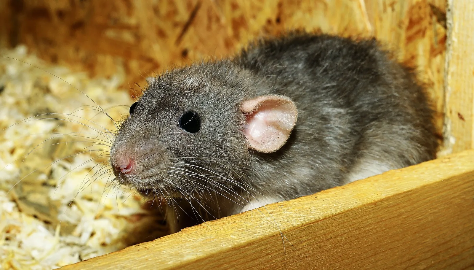 chicken coop rats