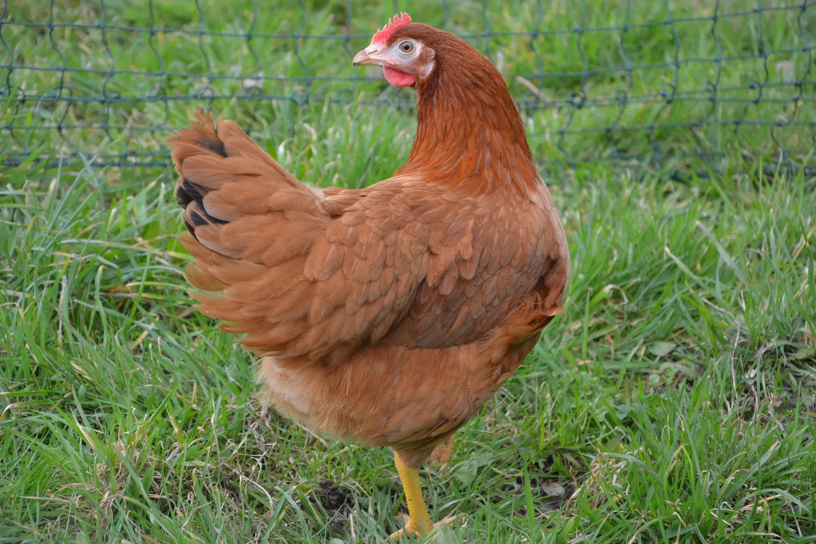 when do chickens stop laying eggs