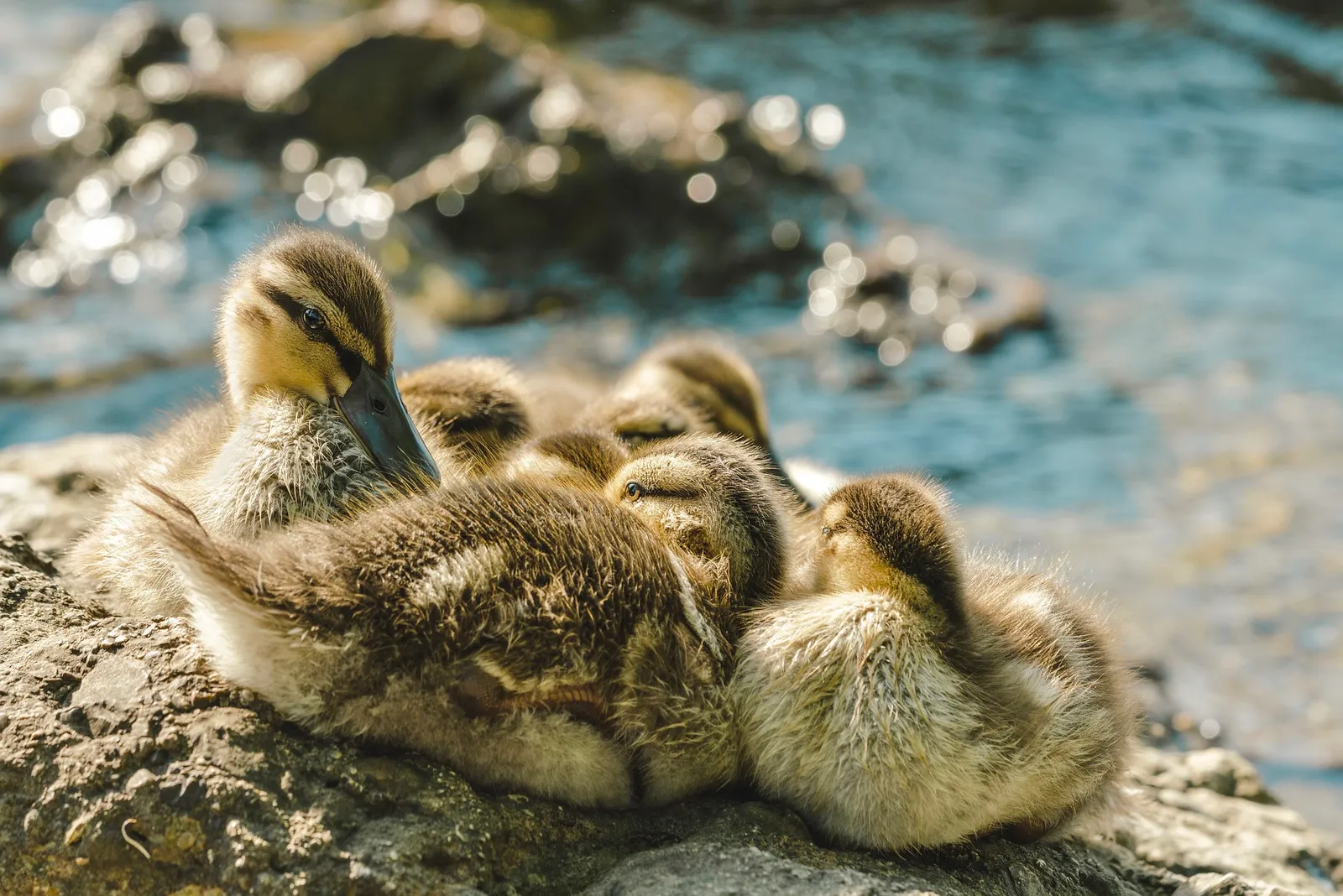 incubator for ducks