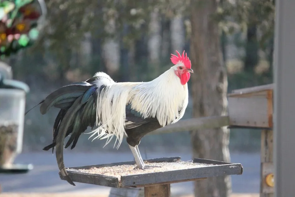 vinegar for chickens