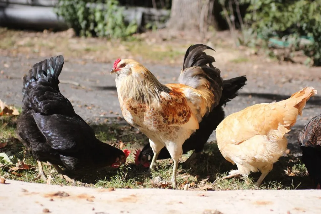 chicken coops for 15 chickens