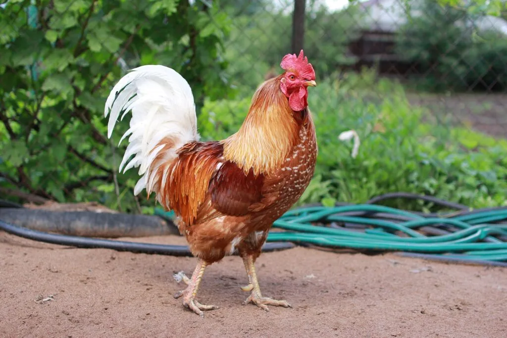 Rooster Spurs