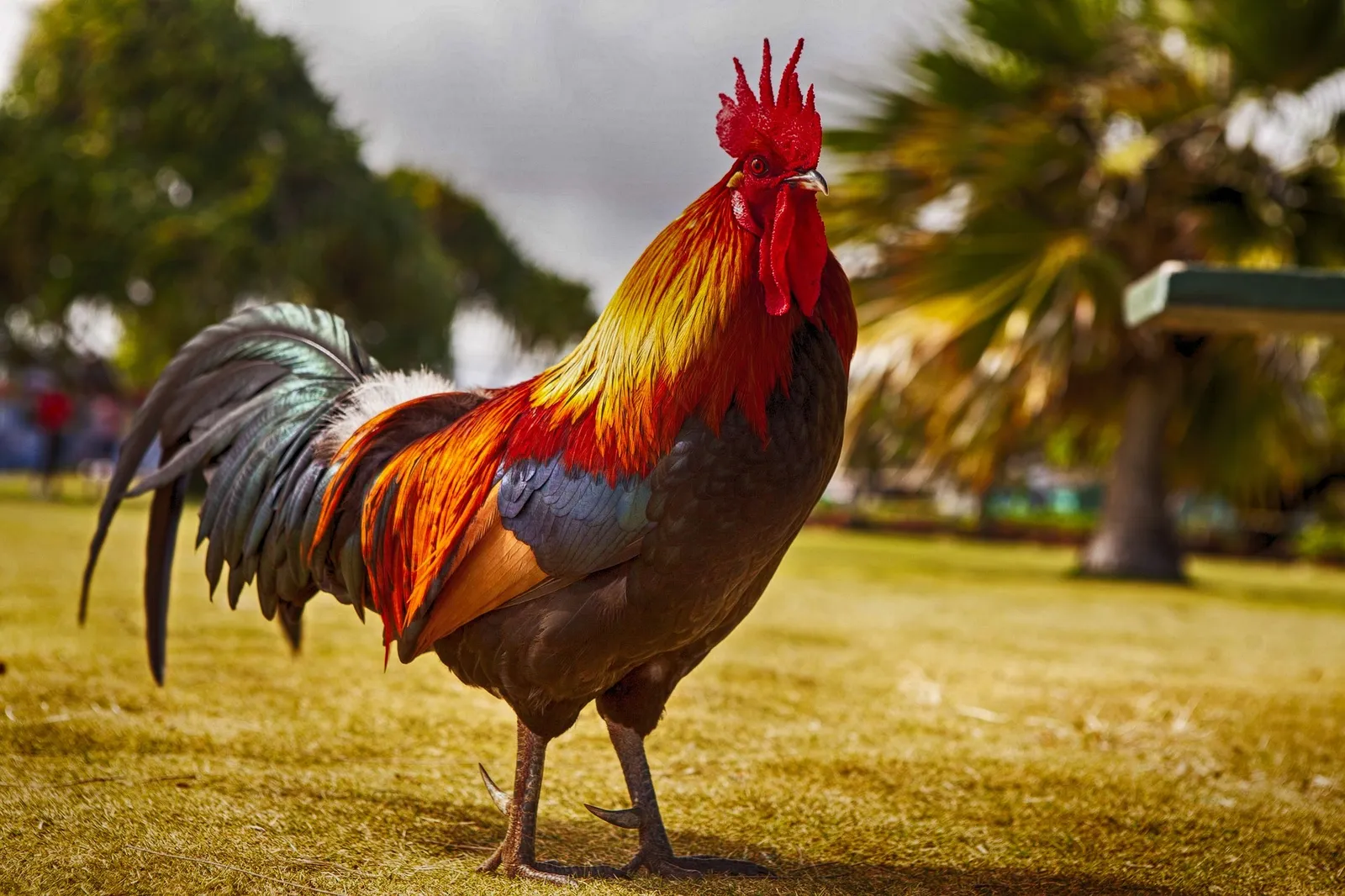Rooster Spurs