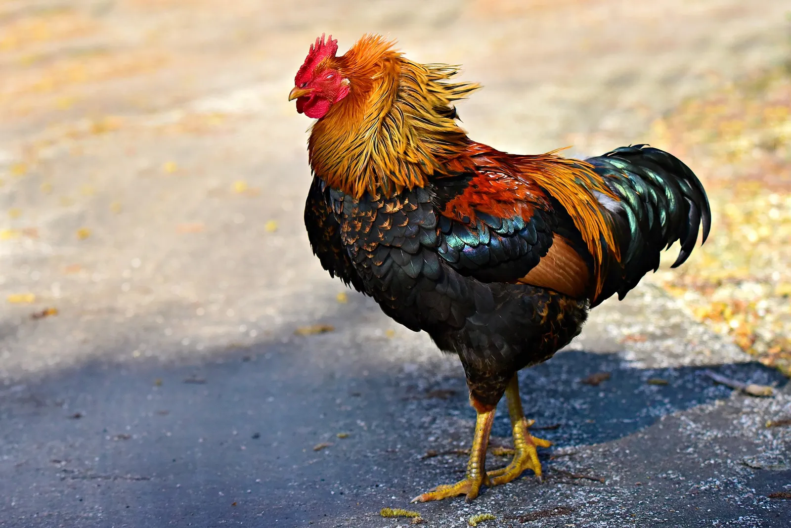 gamefowl feed