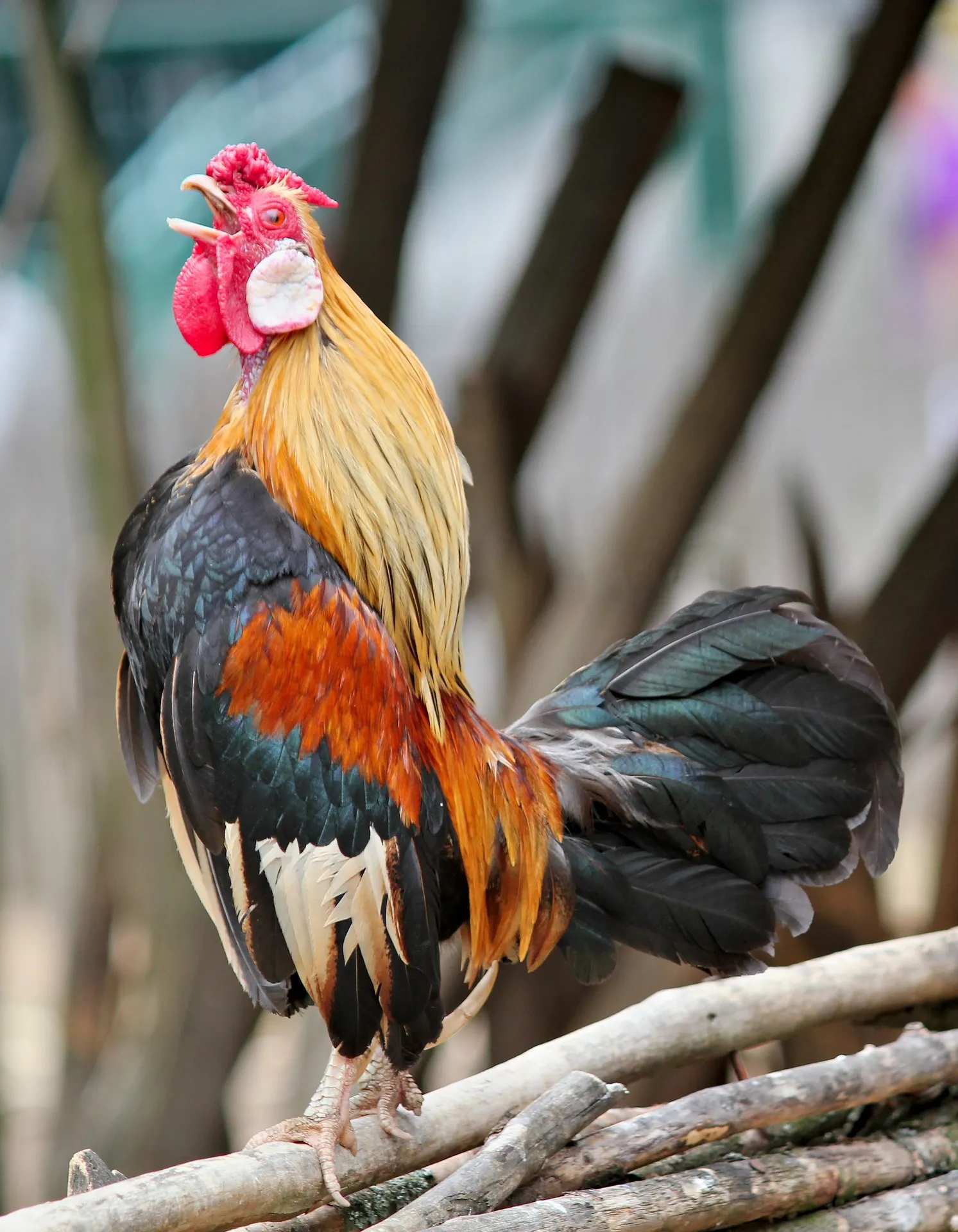 miniature roosters