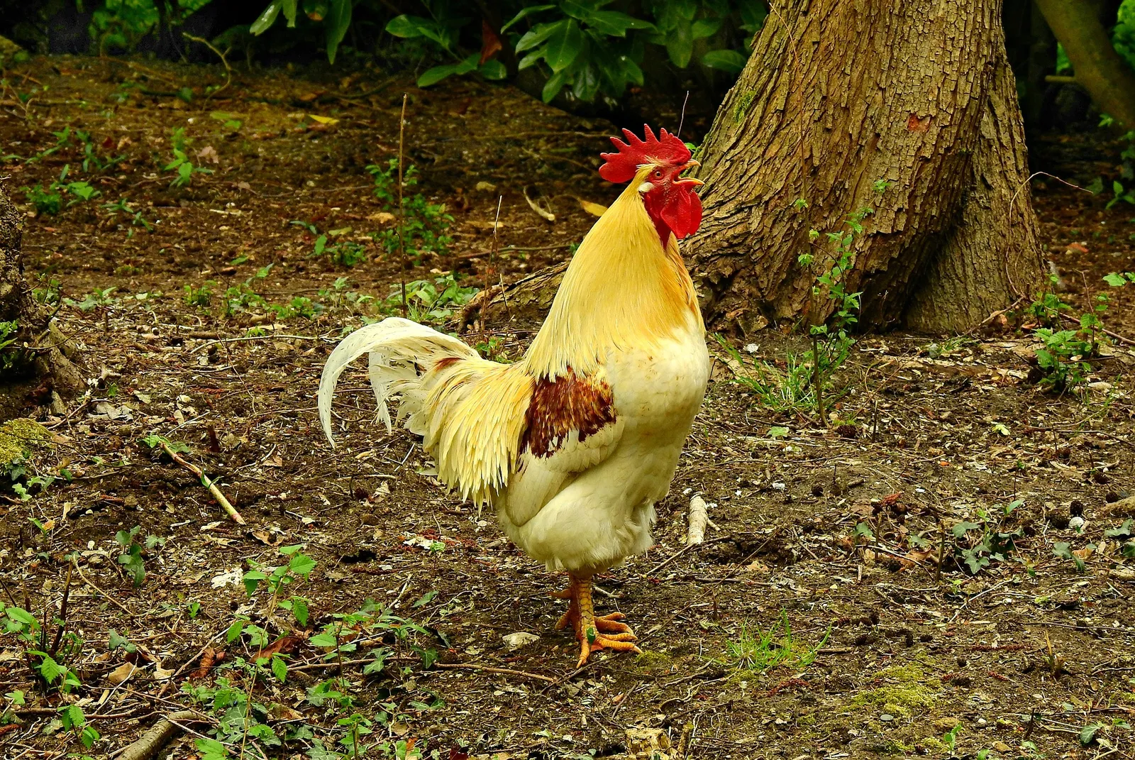 free range chicken eggs
