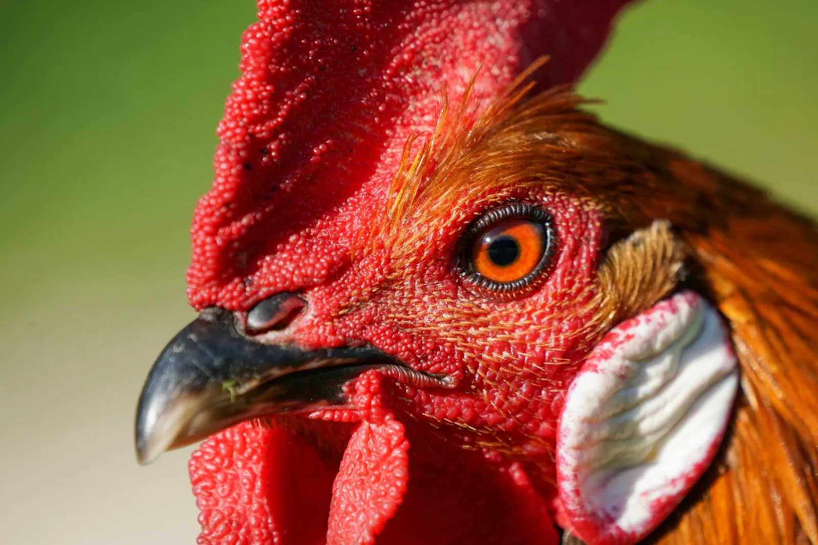 mean rooster