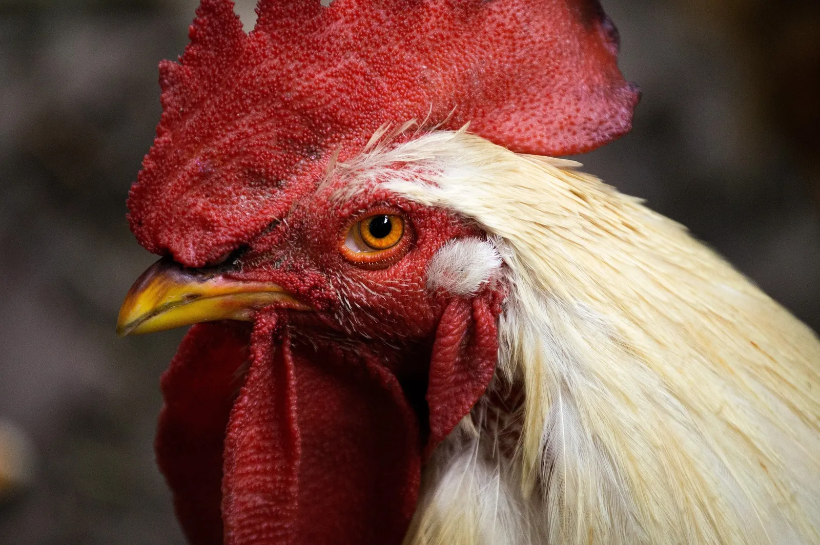dorking chickens
