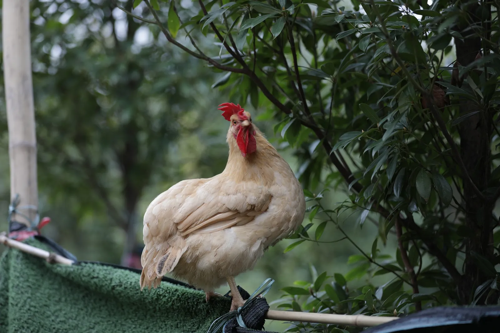 chicken roosting bars