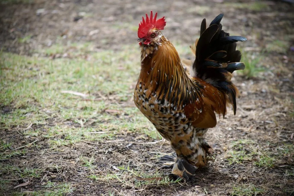 smallest chicken breed