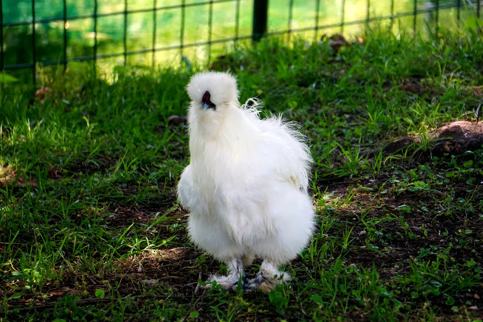 frizzle silkie chicken
