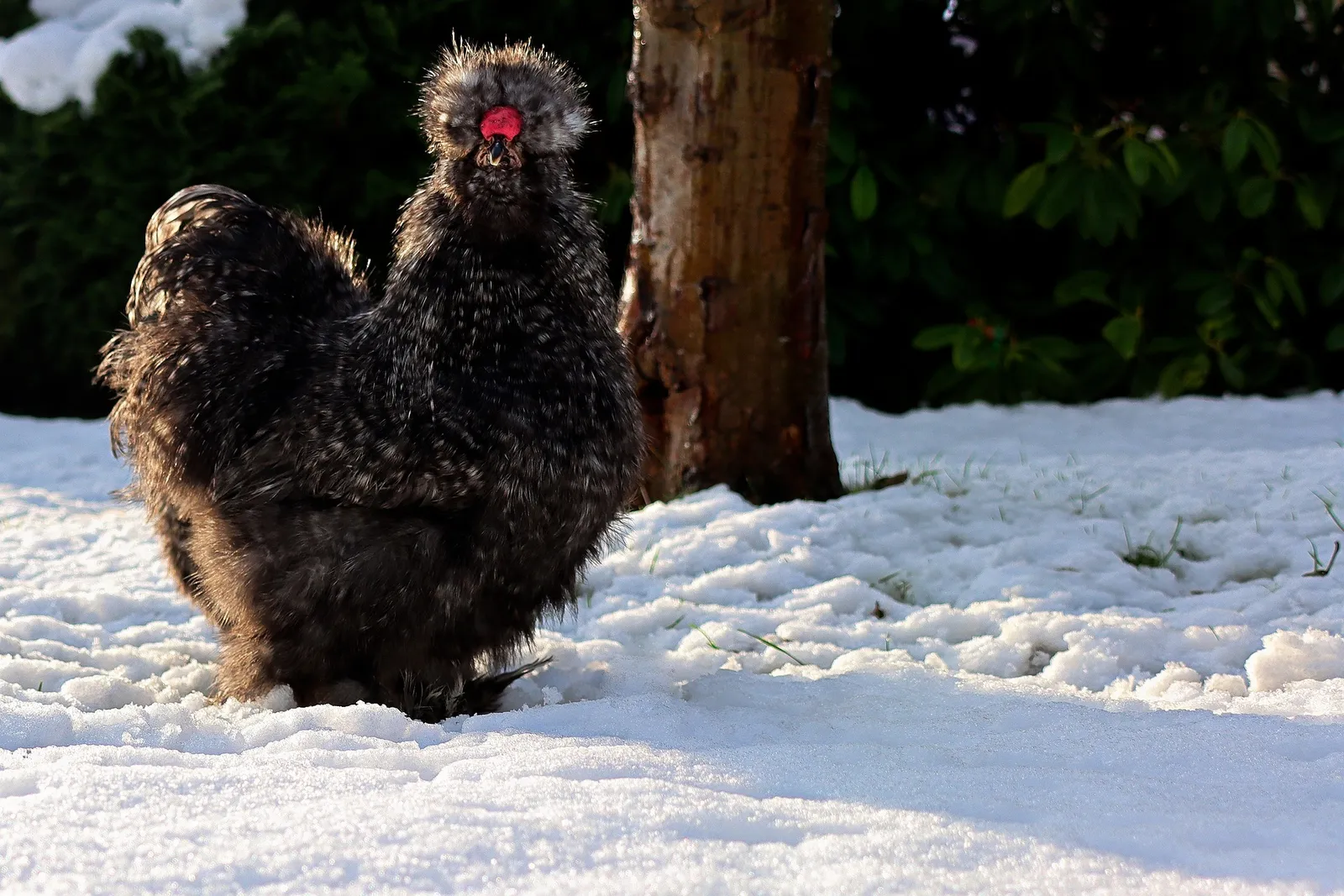 black silkie chickens