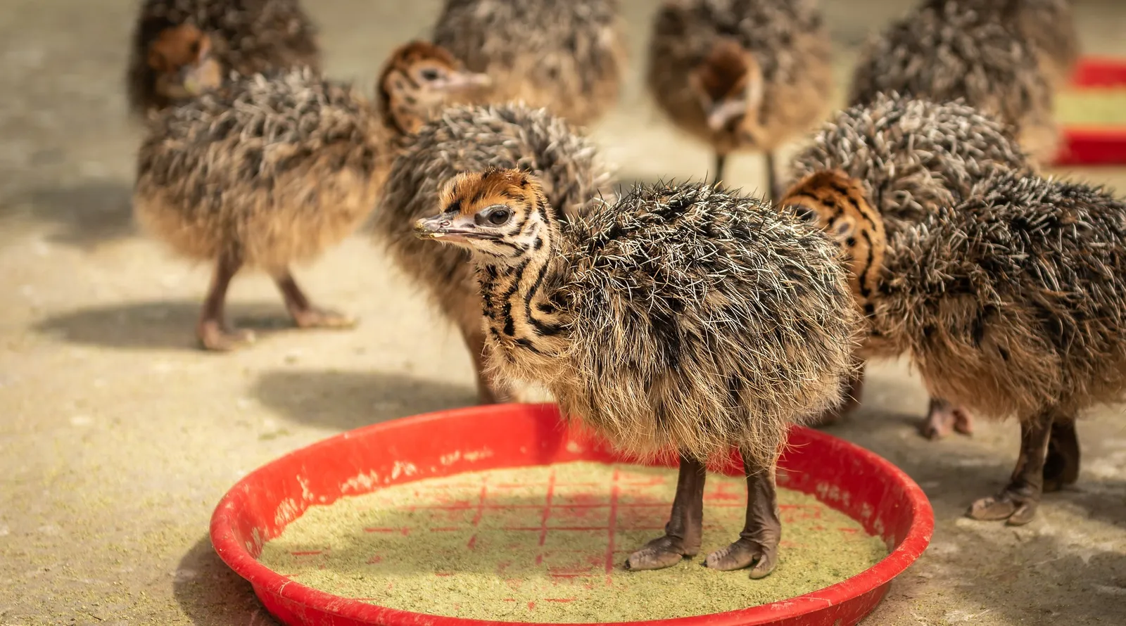 Chick Feeder Tray