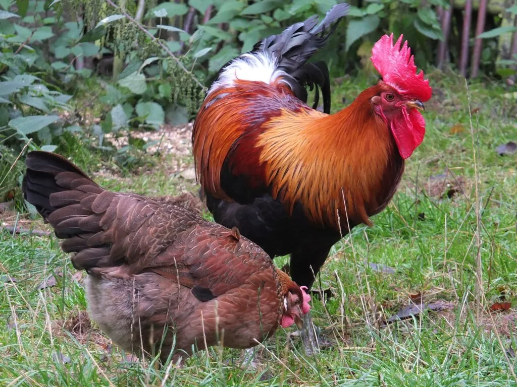 plastic nesting boxes for chickens
