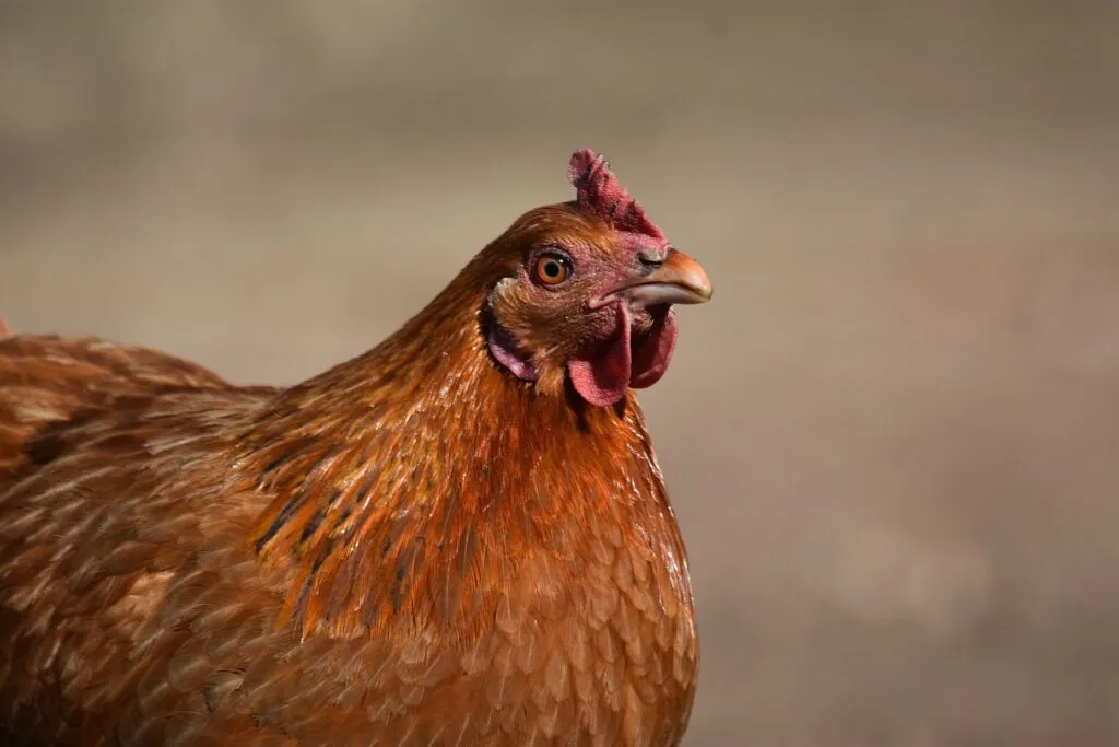 how to worm chickens