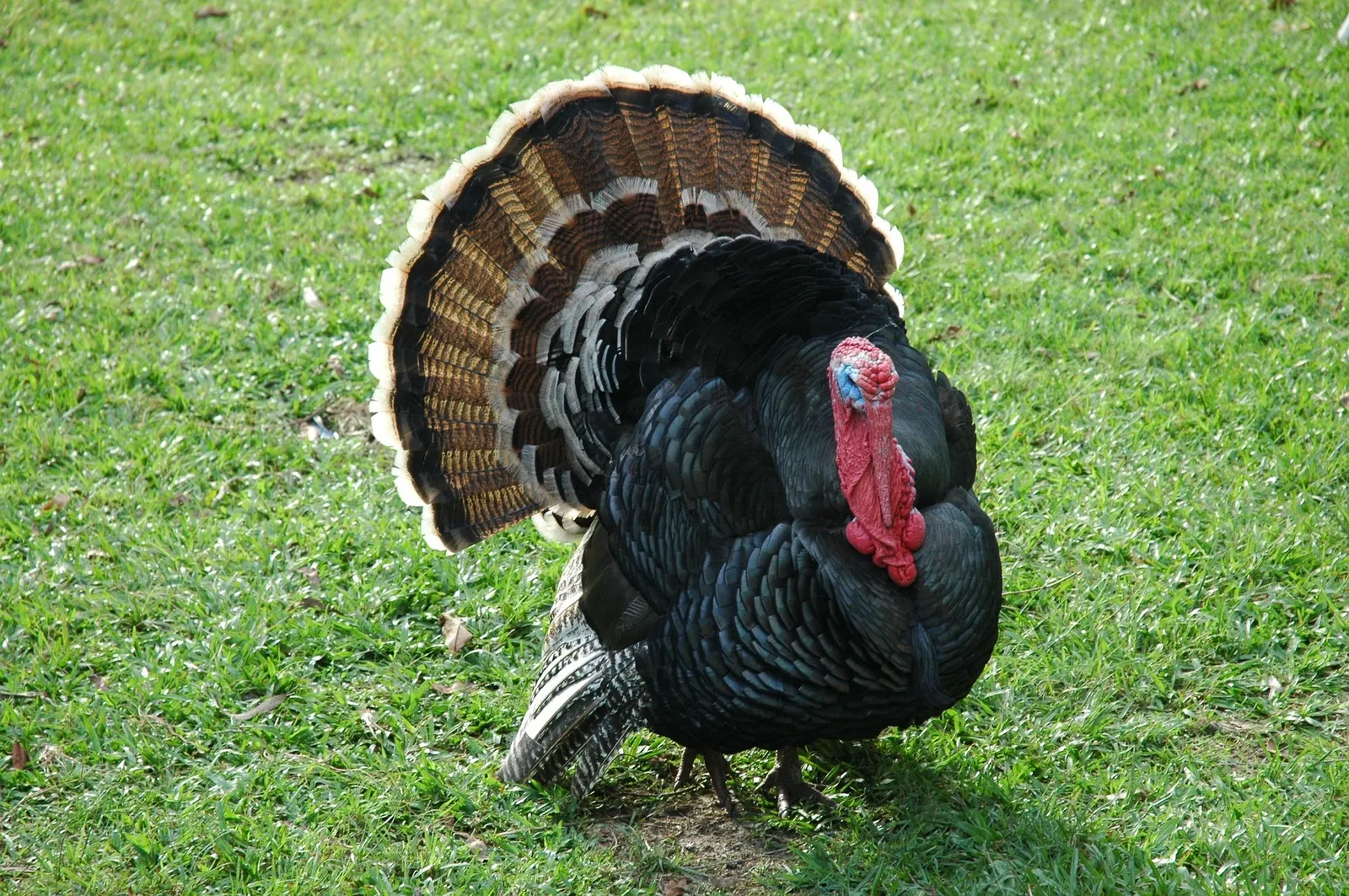 Do Turkeys Lay Eggs?