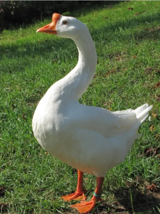 white chinese geese