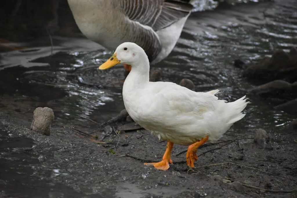 diy duck house