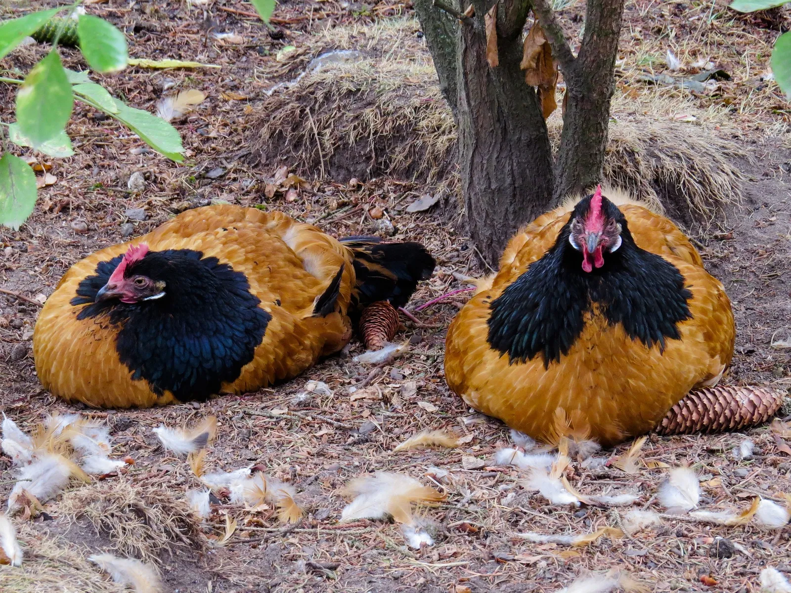 diatomaceous earth for chickens