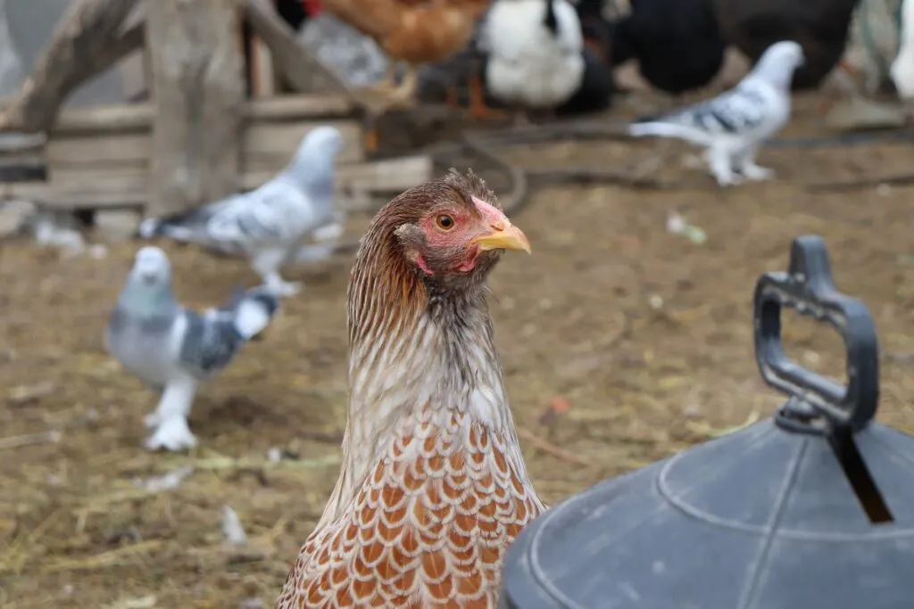 can chickens eat mushrooms