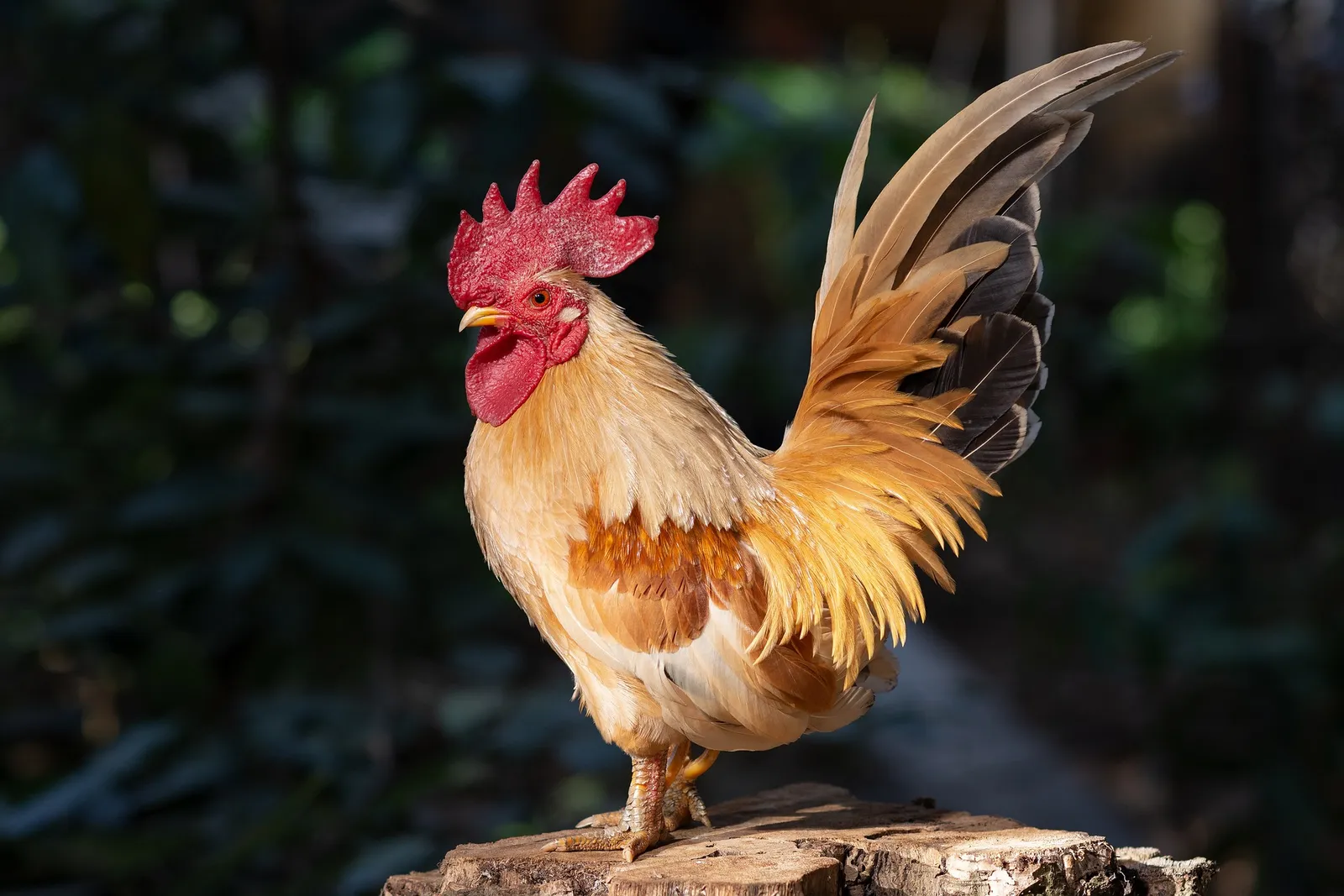 chicken feathers
