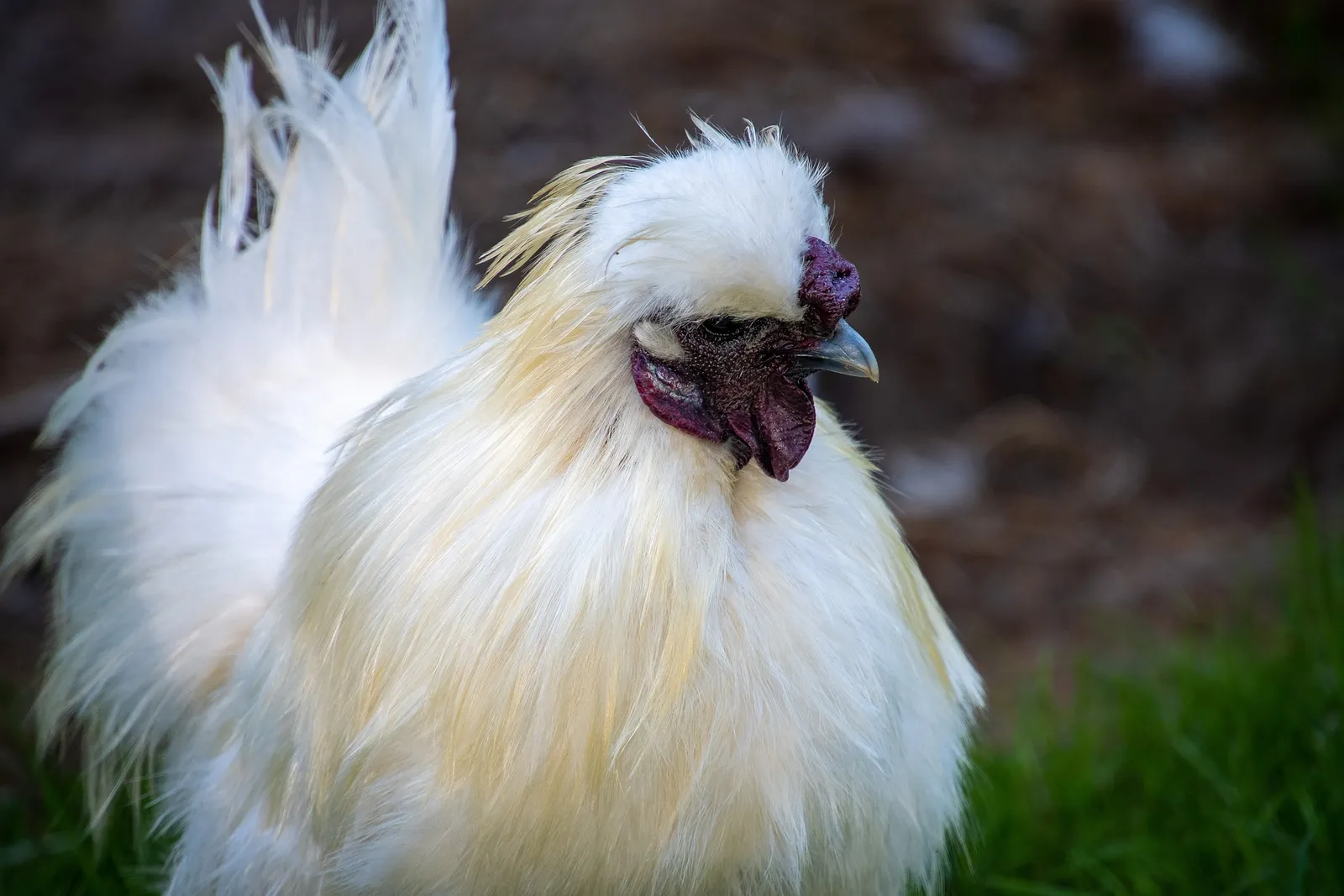 silkie rooster