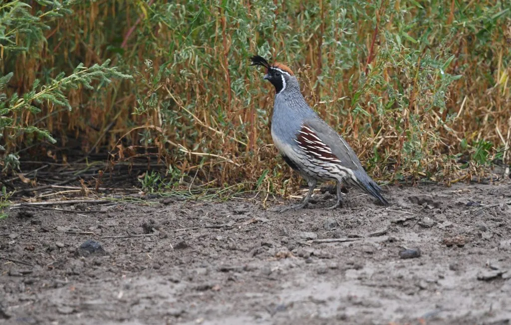 keep quail