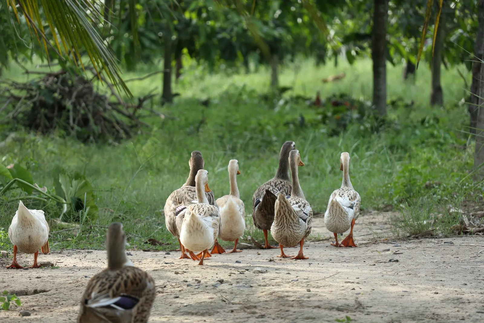 duck worms