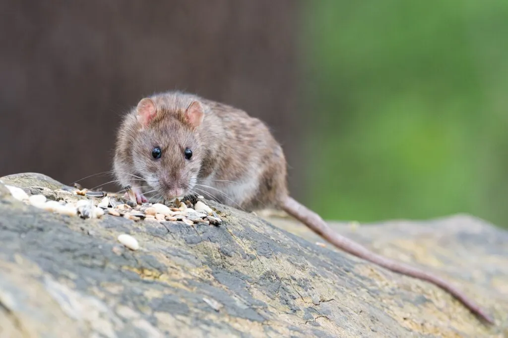 kill rats