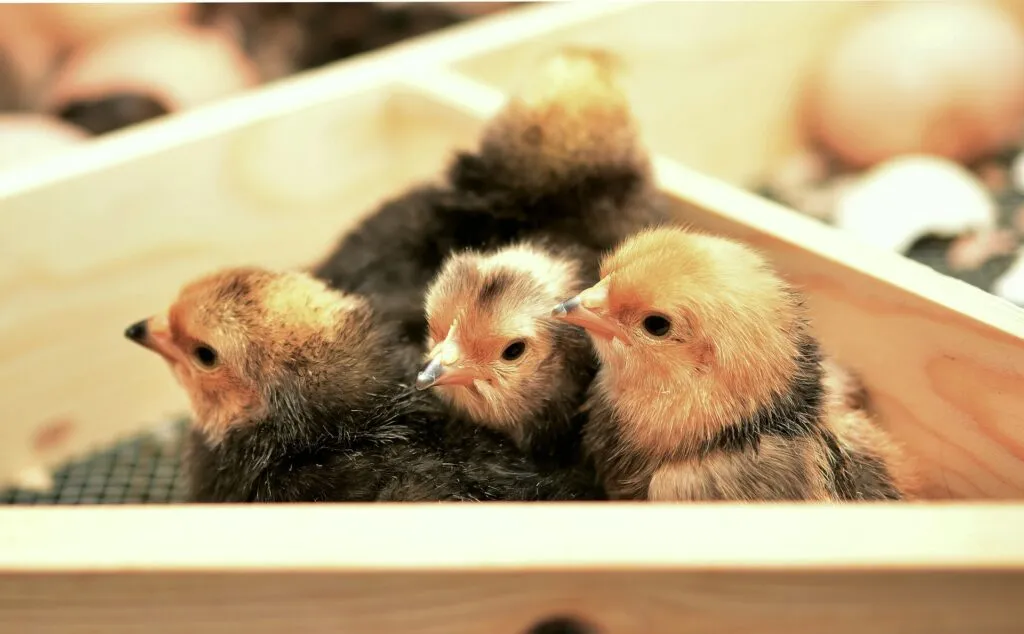 hatched chicken eggs