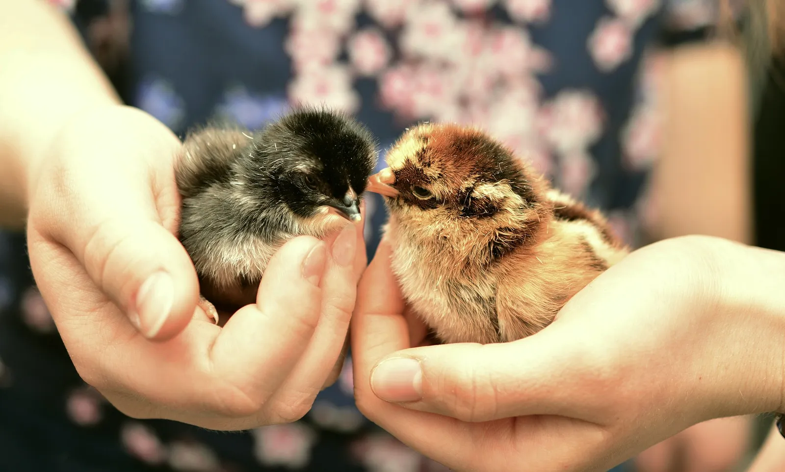 chicken eggs to hatch