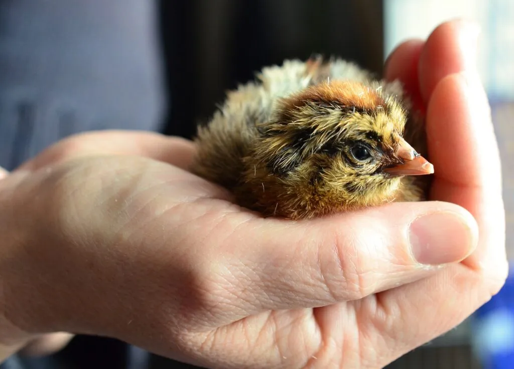 chicken eggs to hatch