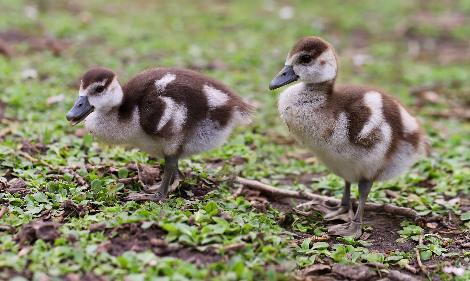 geese eggs hatching