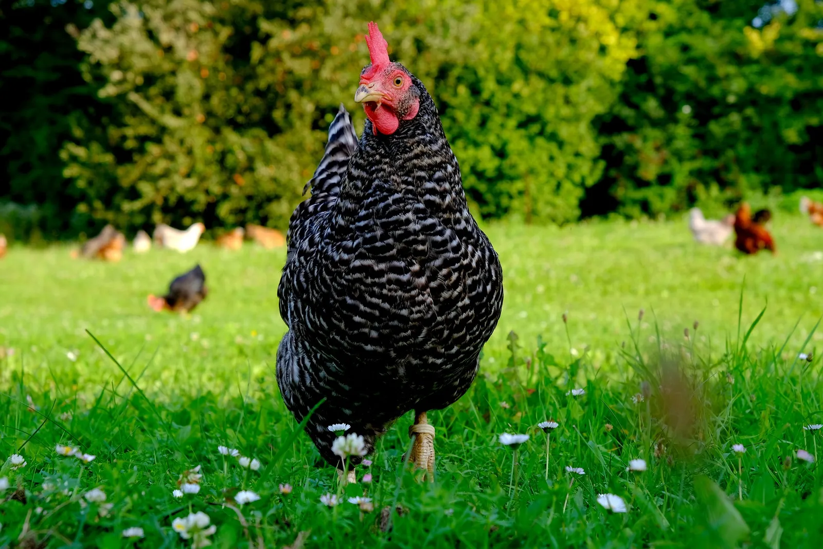 egg laying chicken