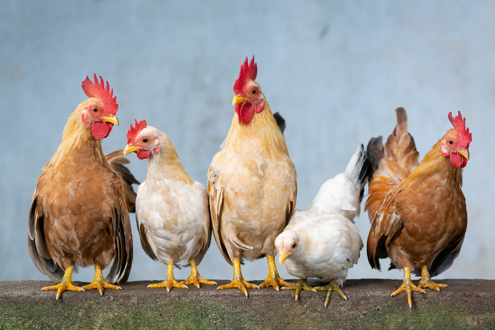 do chickens need a rooster to lay eggs
