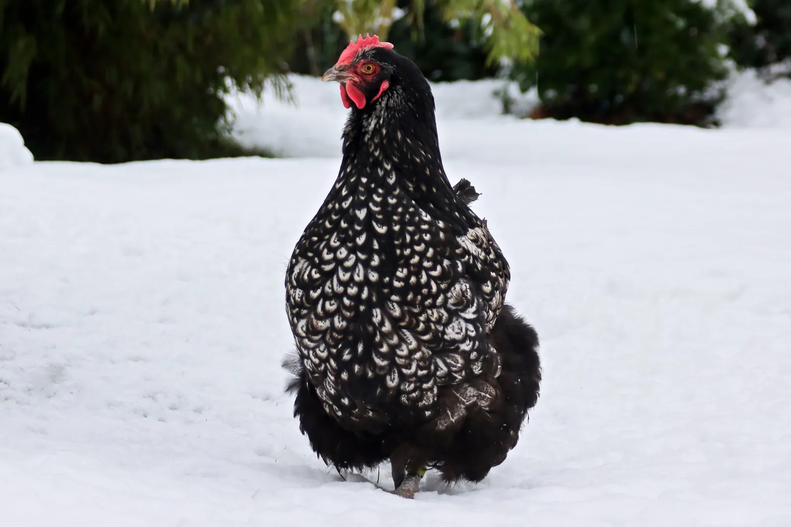 Backyard Chicken Breeds