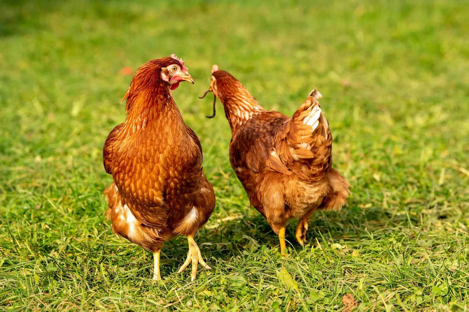 how often do chickens lay eggs