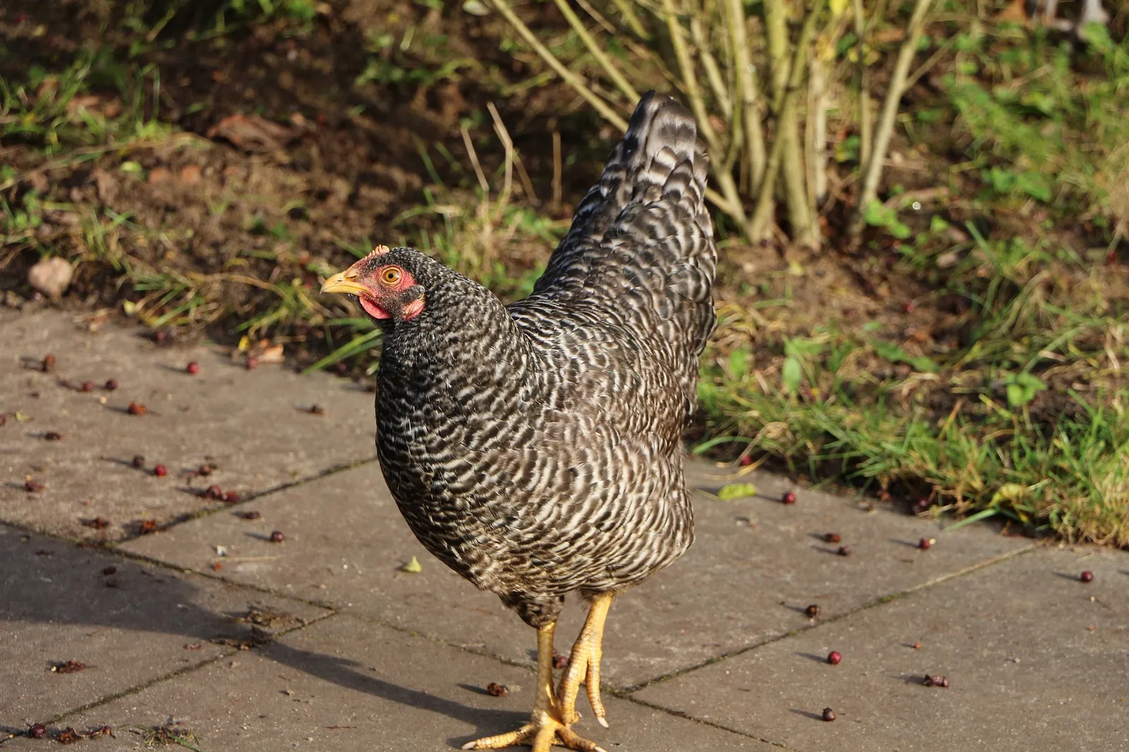 gifts for chicken lovers
