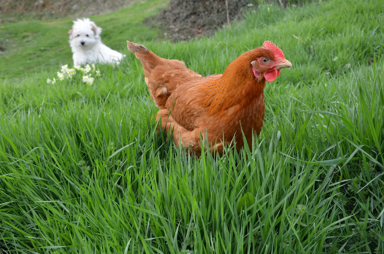 garlic for chickens