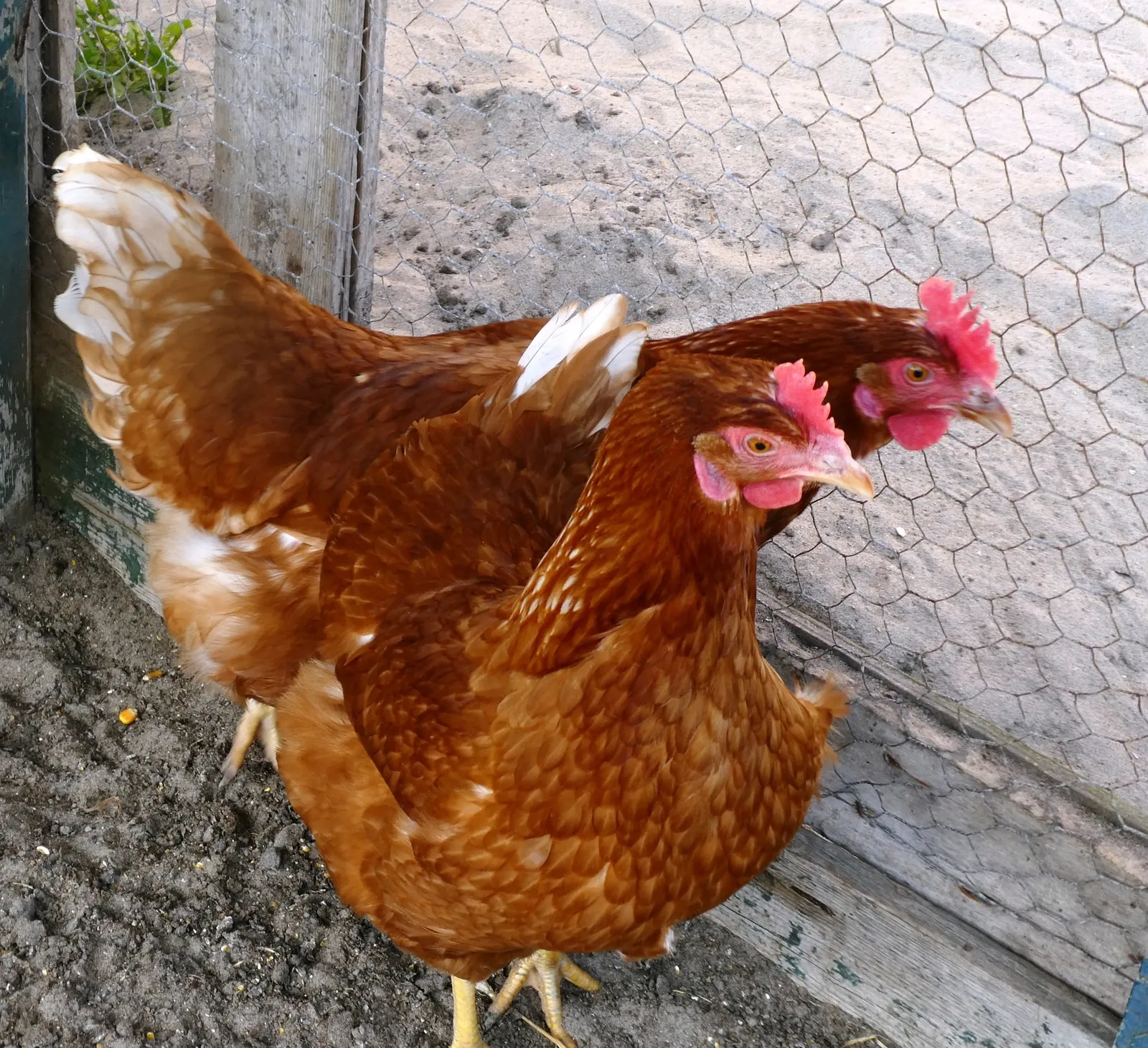 open chicken run