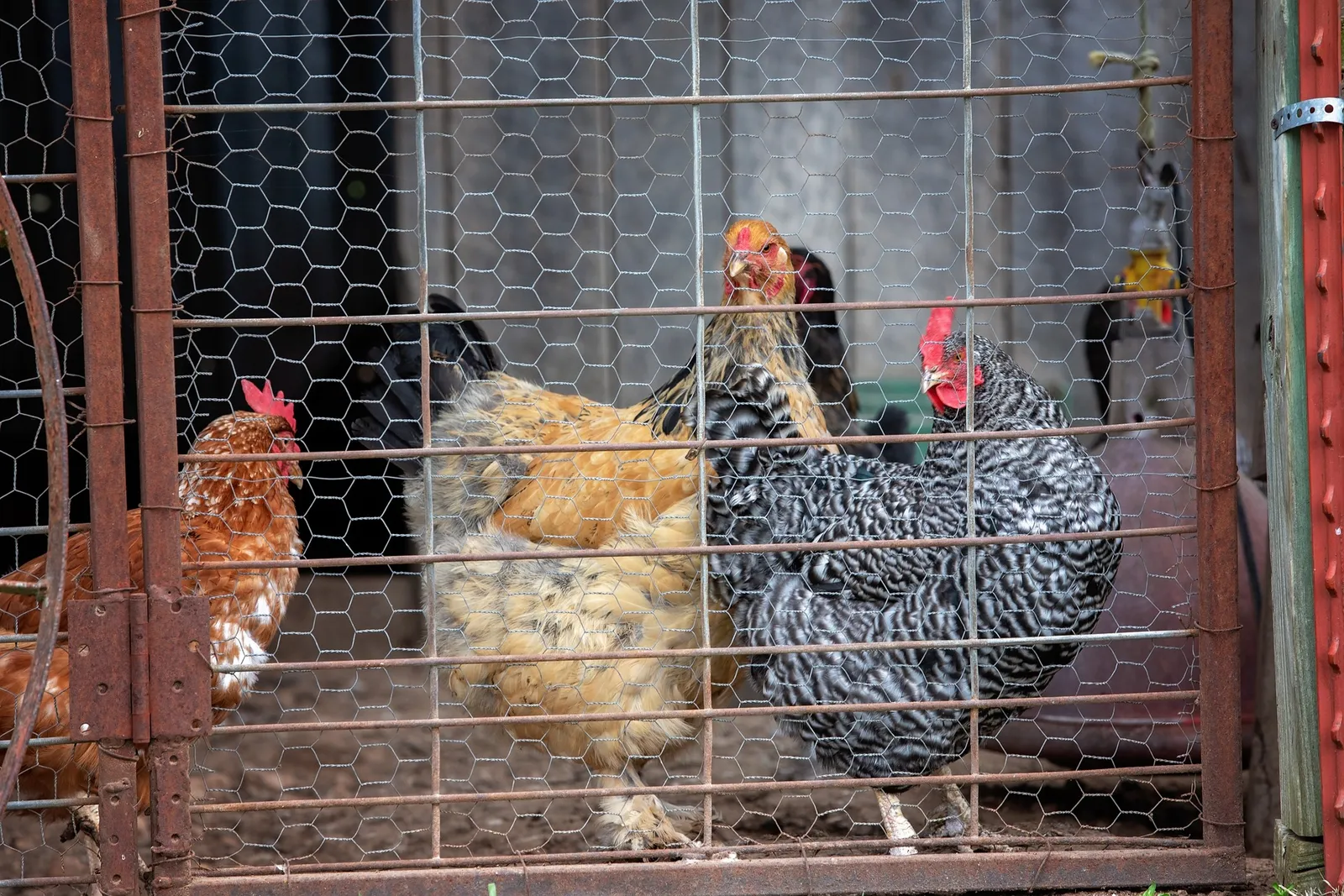 saddles for chickens